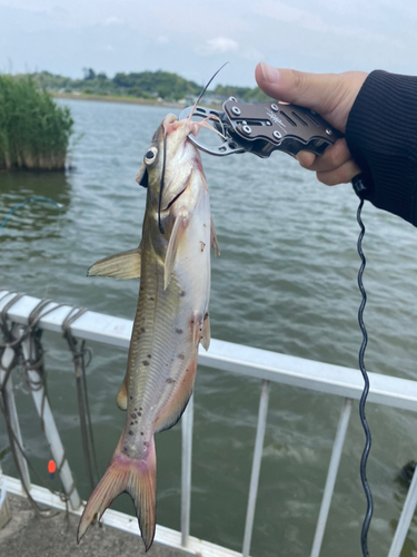 アメリカンキャットフィッシュの釣果