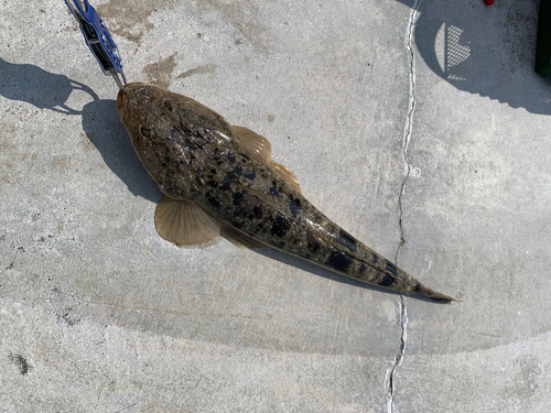 マゴチの釣果