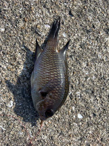 スズメダイの釣果