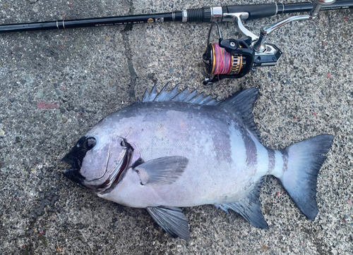 イシダイの釣果