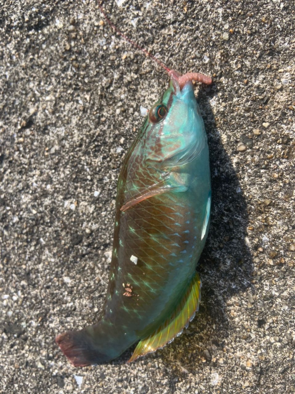 ホシササノハベラ