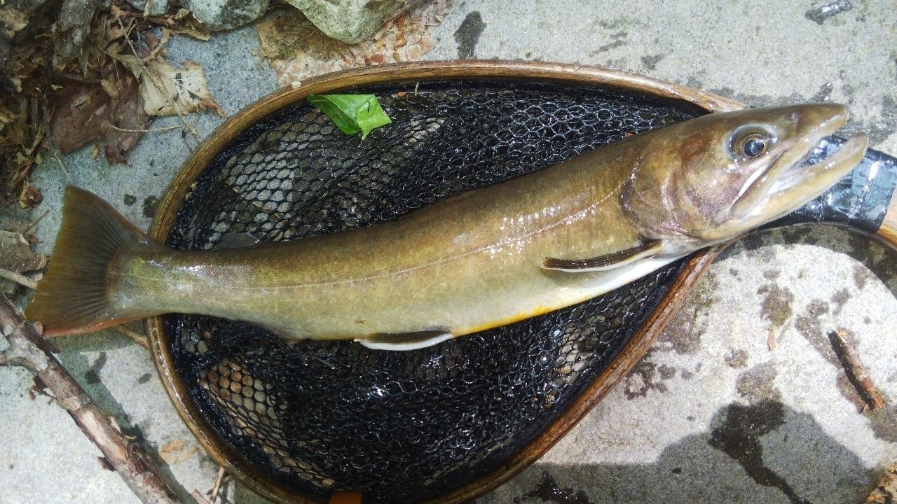 ニッコウイワナ