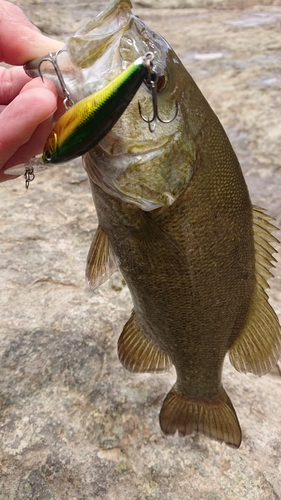 スモールマウスバスの釣果