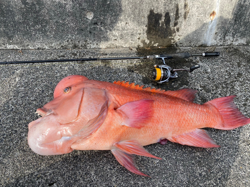 コブダイの釣果