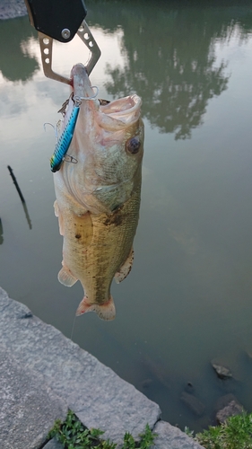 ブラックバスの釣果