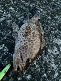 オオモンハタの釣果