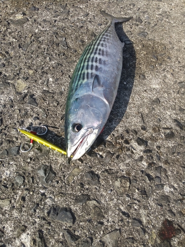 ハガツオの釣果