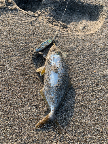 ショゴの釣果