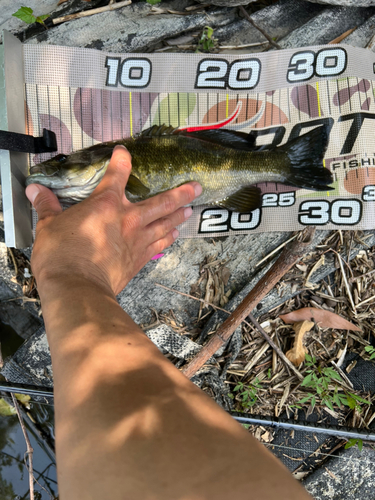 スモールマウスバスの釣果