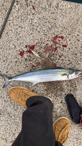 サゴシの釣果