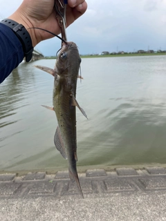 アメリカナマズの釣果