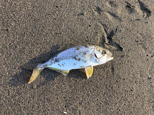 ショゴの釣果