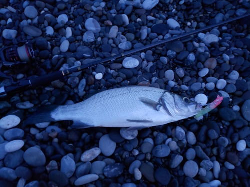 ヒラスズキの釣果