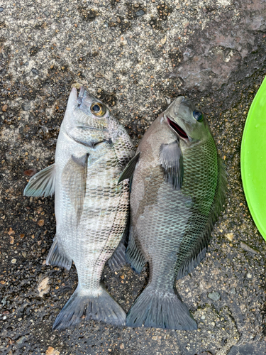 クロダイの釣果