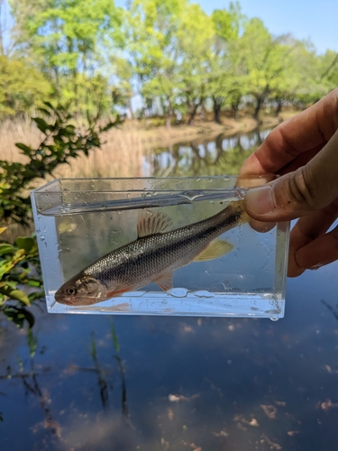 カワムツの釣果