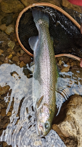 ニジマスの釣果