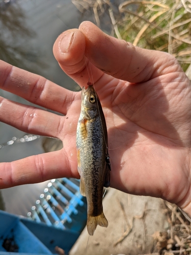 アブラハヤの釣果