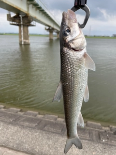 ニゴイの釣果