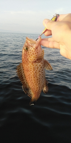 オオモンハタの釣果