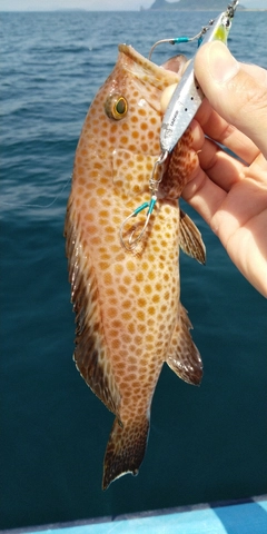 オオモンハタの釣果