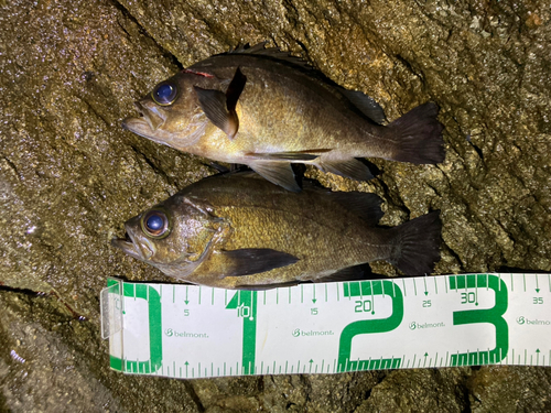 シロメバルの釣果