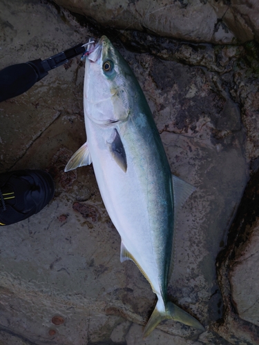 ワラサの釣果