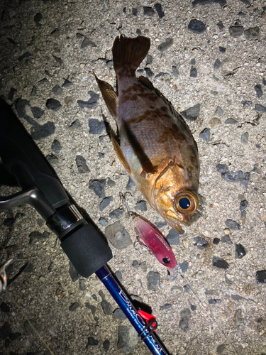 メバルの釣果