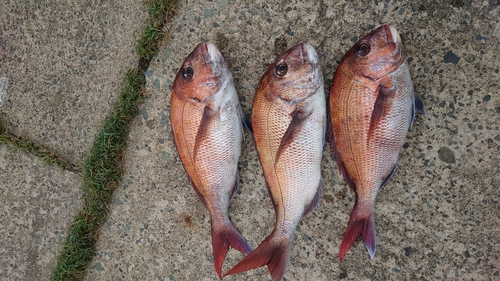 マダイの釣果