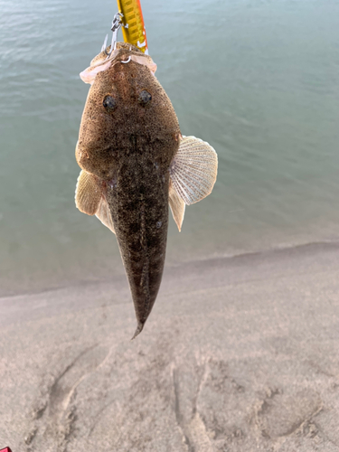 マゴチの釣果