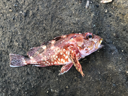 カサゴの釣果