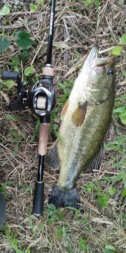 ブラックバスの釣果