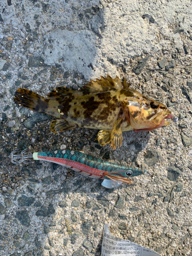 タケノコメバルの釣果