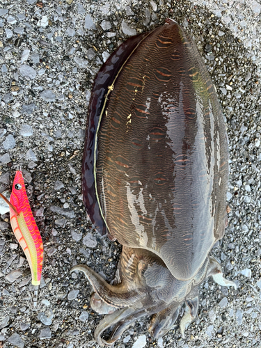 モンゴイカの釣果