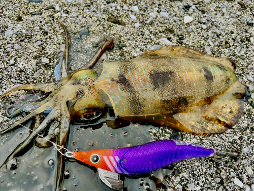 アオリイカの釣果