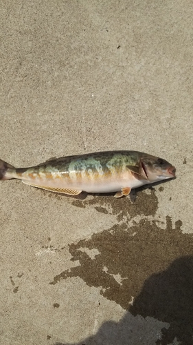 ホッケの釣果