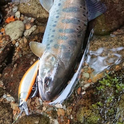 ヤマメの釣果