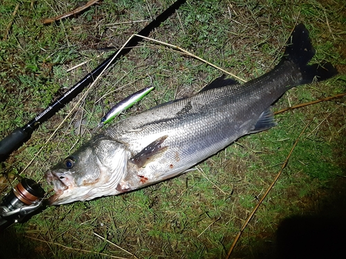 スズキの釣果