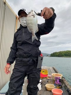 ヘダイの釣果