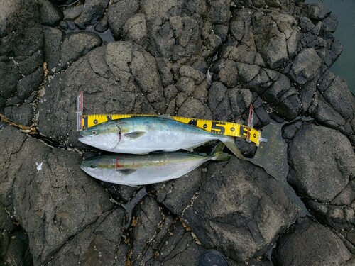 ワラサの釣果