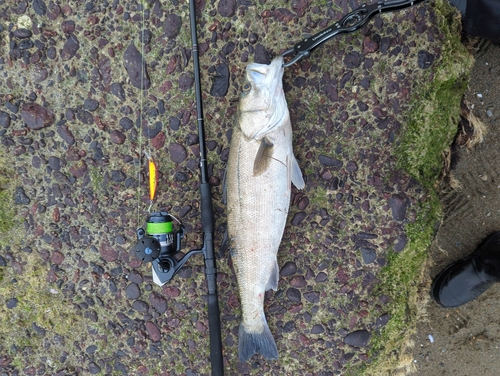 シーバスの釣果