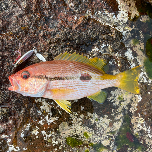 ヨコスジフエダイの釣果