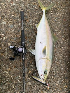 ハマチの釣果