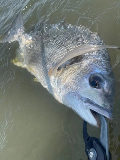 キビレの釣果