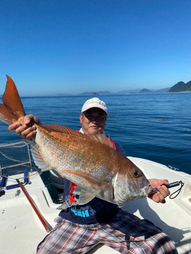 マダイの釣果