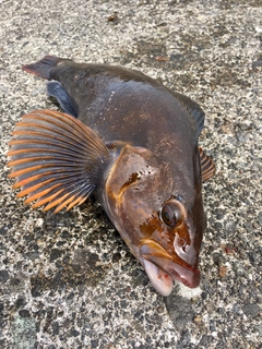アイナメの釣果