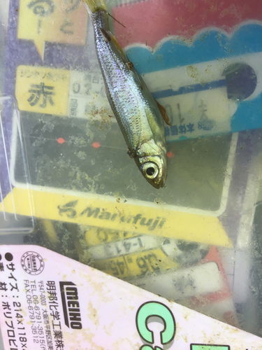 カワムツの釣果