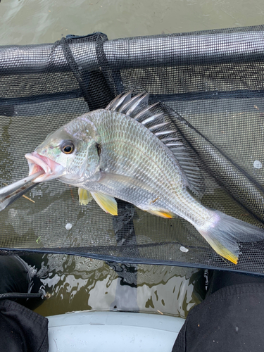 キビレの釣果