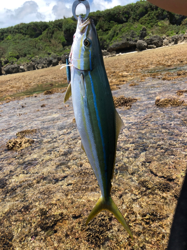 ツムブリの釣果