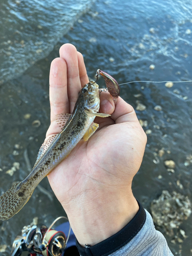 ハゼの釣果