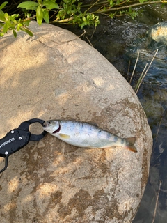 イワナの釣果